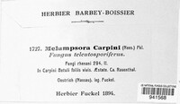 Melampsoridium carpini image